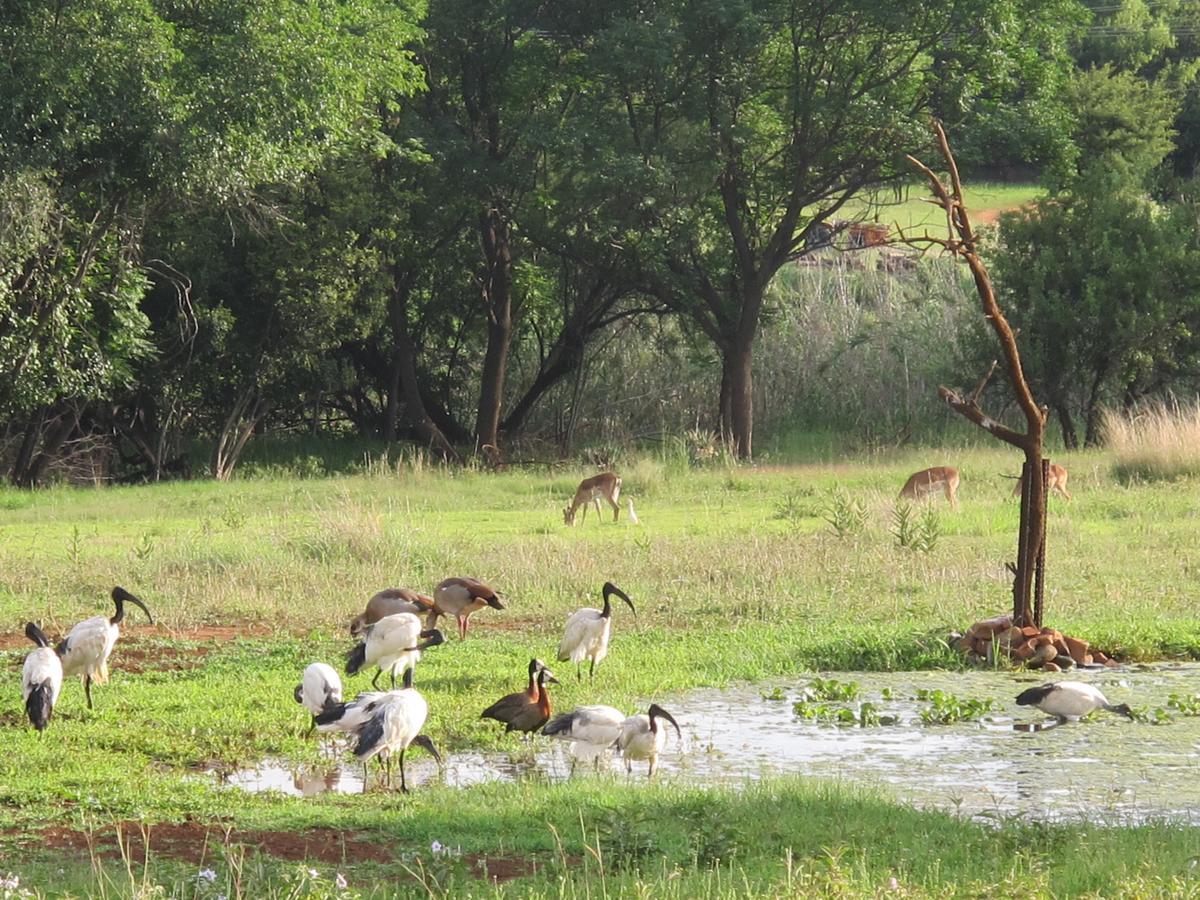 Harties Is Africa Safari Lodge Kosmos 외부 사진