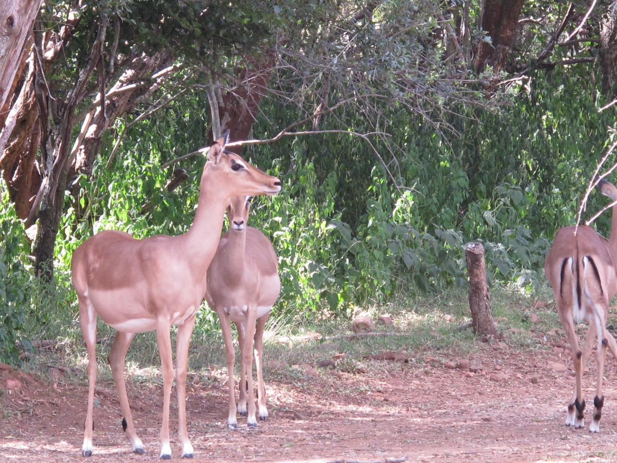 Harties Is Africa Safari Lodge Kosmos 외부 사진