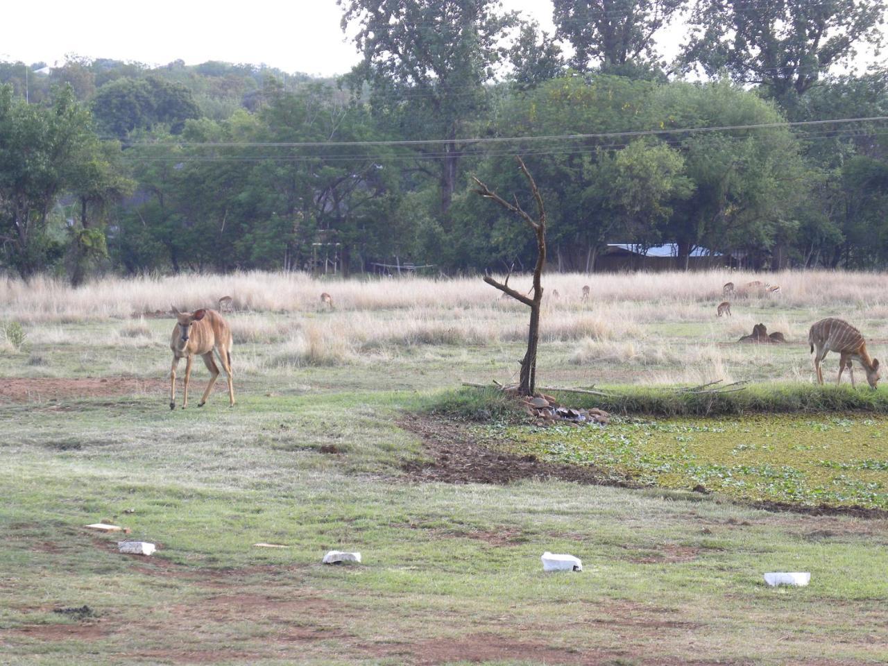 Harties Is Africa Safari Lodge Kosmos 외부 사진