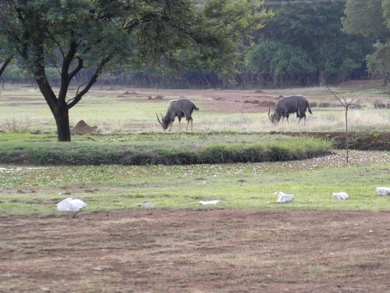 Harties Is Africa Safari Lodge Kosmos 외부 사진