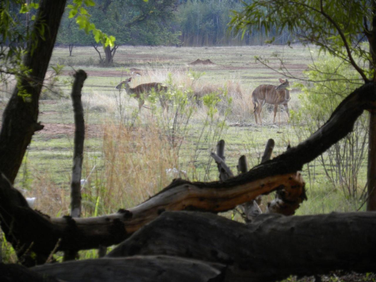 Harties Is Africa Safari Lodge Kosmos 외부 사진