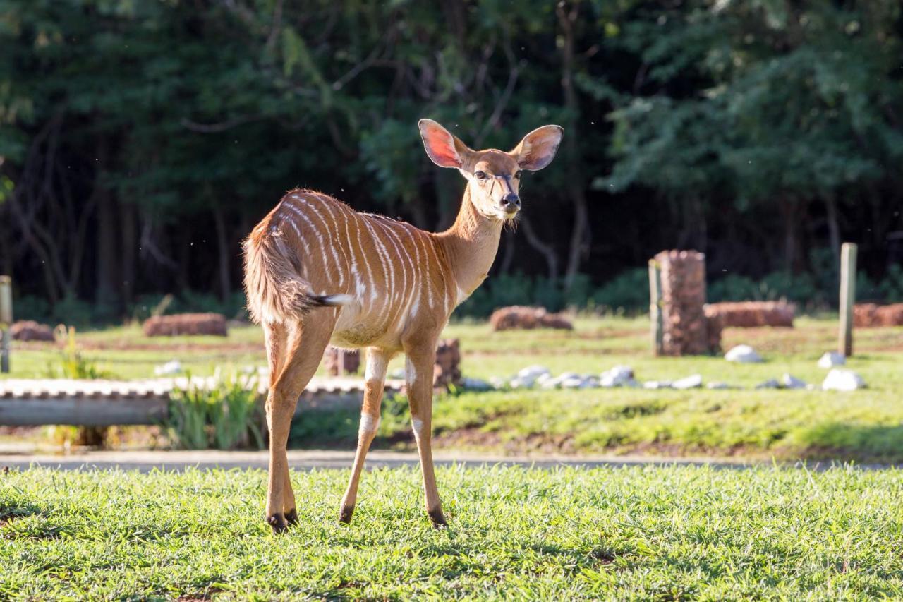 Harties Is Africa Safari Lodge Kosmos 외부 사진