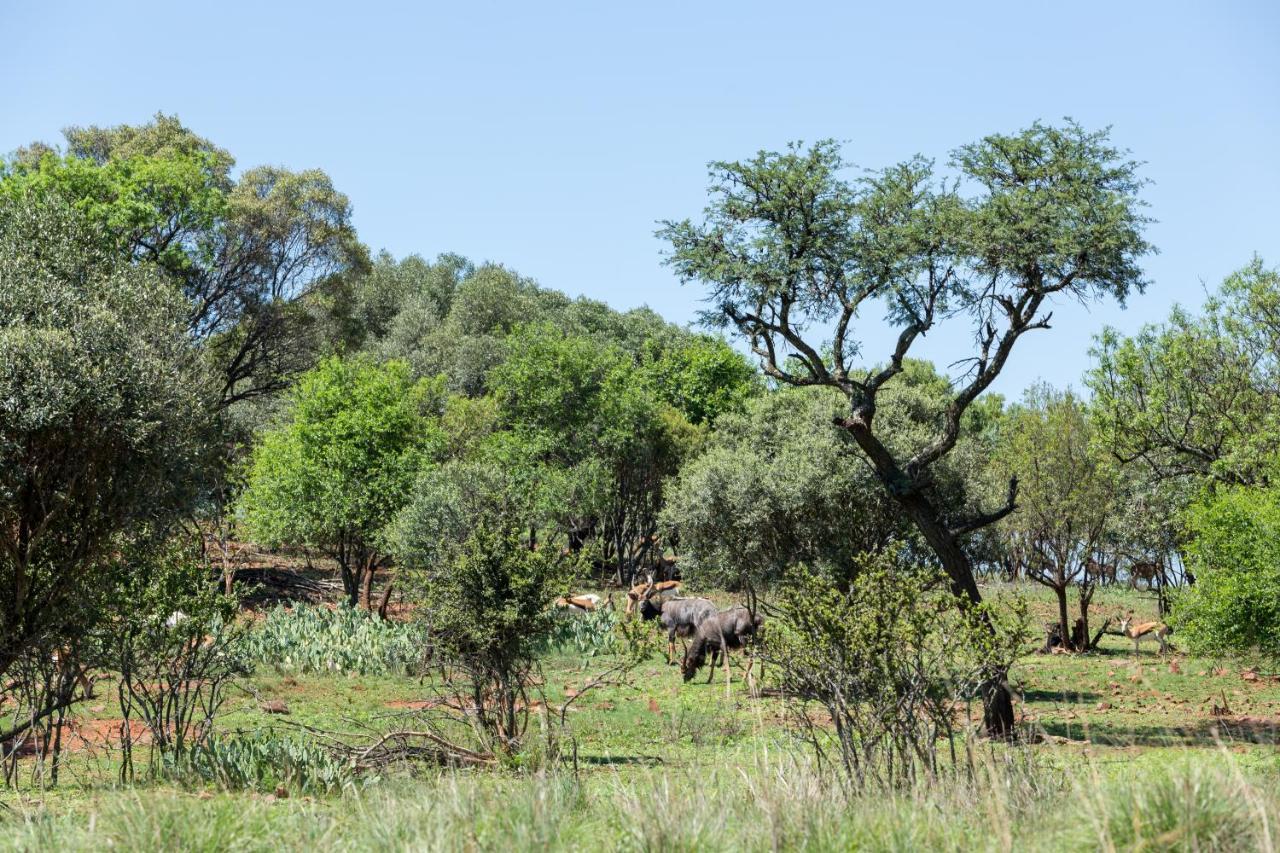 Harties Is Africa Safari Lodge Kosmos 외부 사진