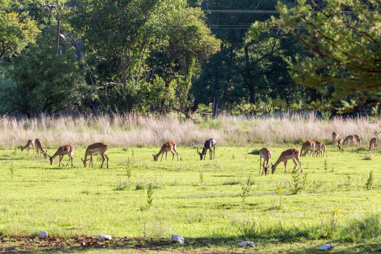 Harties Is Africa Safari Lodge Kosmos 외부 사진